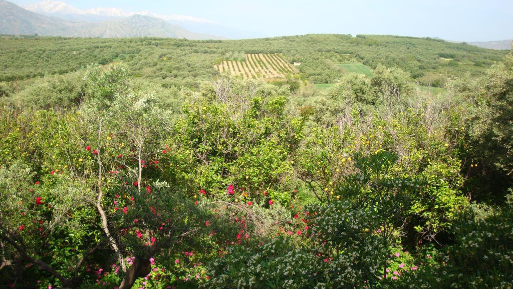 Calamon Apartments Episkopi  Bagian luar foto